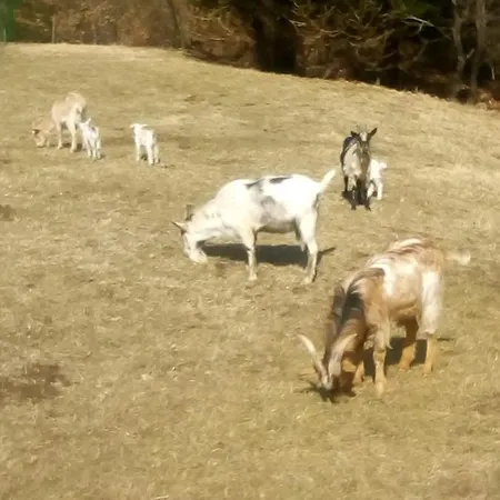 krevet i doručak Family Tubej 3*